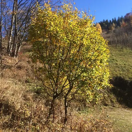 Bouda Tonicka * Pec pod Sněžkou